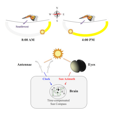 Image: Eli Shlizerman et al., 2016/Cell Reports